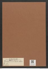 Rhabdonema forellii Cleve (de-Toni-Nr.: Genus 95, Species 3063) Zeichnungen Sammlung Grunow Mappe 03295 (Herbarium_W_Grunow_drawings_Folder_03295)